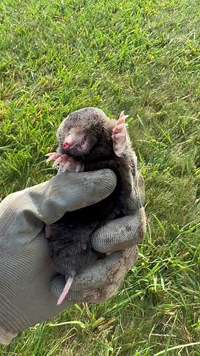 Eastern Mole! #mole #moles #moletok #moletrap #moletrapping #animals #wildlife #cute #fyp #moleremoval #yard #landscape #nature #foryou #fypシ #foryourpage #fypage #critters #lawncare #lawn #golf