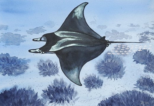 How to Draw and Paint a Giant Manta Ray in Watercolors with Metallic highlights and Ink | Alicia Puran | Skillshare