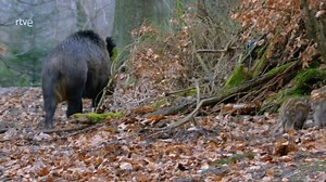 11K views · 405 reactions | EL BOSQUE DE LOS HÉROES. Uno de los...