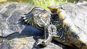 Pond slider or red-eared turtle. Close-up of head red eared turtle. Group of wild turtles in a lake. Video 4k resolution