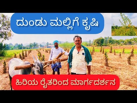 ದುಂಡು ಮಲ್ಲಿಗೆ ಕೃಷಿ ಹಿರಿಯ ರೈತರಿಂದ ಮಾರ್ಗದರ್ಶನ | Guidance from senior farmers