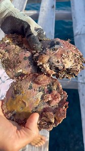 How to correctly harvest a pearl 101 | Kamoka Pearls