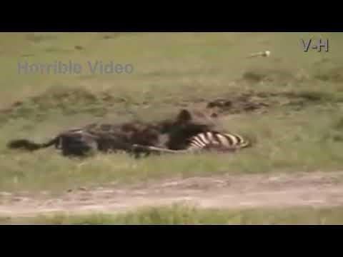 Hyena Attack a Baby Zebra and Eaten Alive Music Jinni