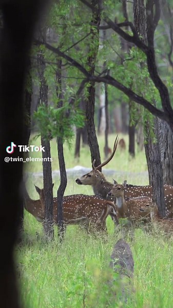 Exploring Chital Deer: Wildlife Adventures in Australia