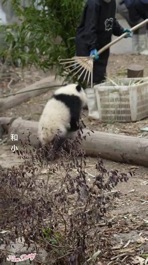 Cute Panda #namduong #xuhuong #fyp | Cute Panda