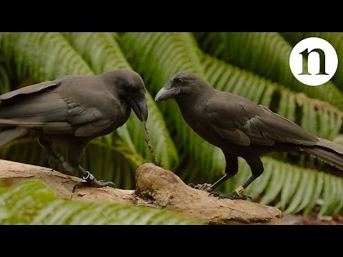 Rare crow shows a talent for tool use