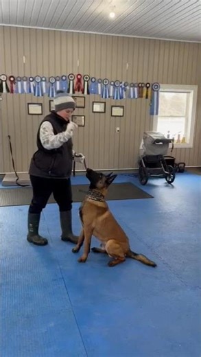 Mac talent #IGP #dogtraining #Schutzhund #malinois