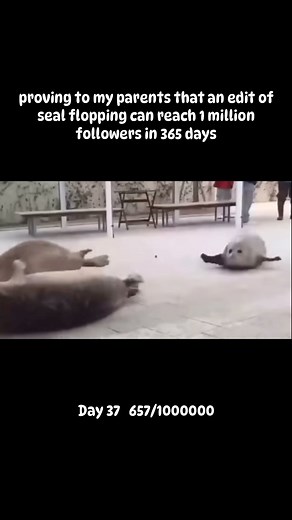 Flopping seal | #seal #flop #viral #viralvideos 🦭🦭 | Instagram