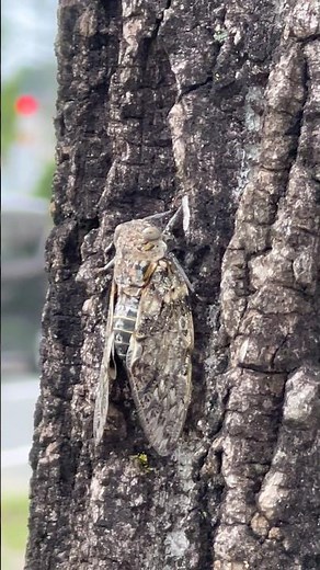 ニイニイゼミの鳴き声(7月上旬に出現する)
