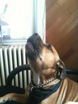 howling pitbull/boxer mix