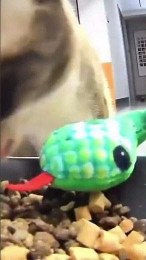 cat feeding his green snake