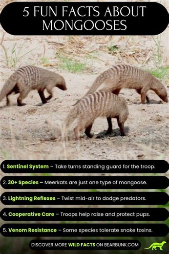 5 Incredible Mongoose Facts | Fast, Smart & Social