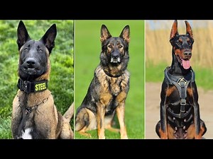 10 Best Military DOGS In The WORLD