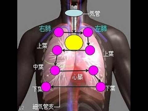 看護学生講座 146 聴診 ｢肺音の聴取部位 と 聴取方法｣