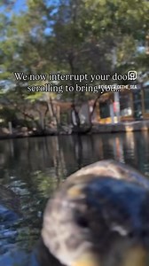 This is so cute | Tucker The Tiny Tortoise