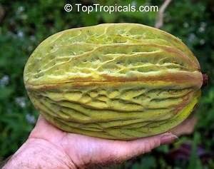 Theobroma bicolor - Alchetron, The Free Social Encyclopedia