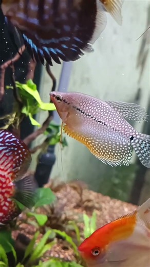 Best Aquarium Plants for Beginners (No CO₂, Low Maintenance)