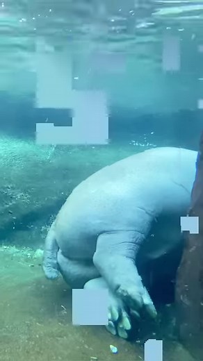 Baby palm cockatoo is very talkative! 😂🥰 #animals #birds #cuteanimals | San Antonio Zoo