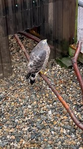 1K views · 490 reactions | Whisper, a resident Broad Winged Hawk at...