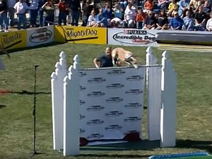 Un Lévrier Greyhound bat le record du monde de saut en hauteur pour un chien (vidéo)