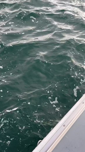 10K views · 63 reactions | Jumbos, Keepers and bonus fish coming over the rails!!! We have spots available on our open boat trips : Tuesday 11/18 Wednesday 11/19 and Thursday 11/20 @ 6:00am-12:00pm Call 609-827-1232 to reserve a spot. | Down Deep Sportfishing | Facebook