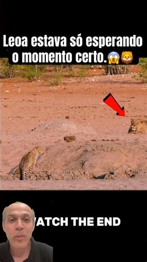 🦁The lioness was just waiting for the right moment to attack.😱🐆 #animalattack