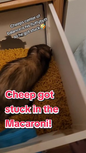 Cheep's Macaroni Mishap: Hilarious Ferret Stuck Moment