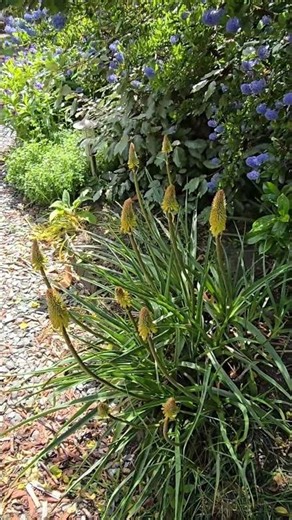 Ceanothus - A vibrant blue tapestry - Garden flowers