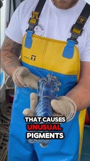 A Blue Lobster? Yes… They Actually Exist #information #informative