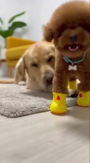 SCREAMING SHOES! 📢😡 Dog Gets TRASHED for Making Noise! 🗑️ #labrador #poodle #doglife