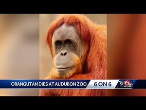Orangutan dies at Audubon Zoo