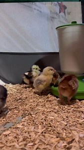 3.3K views · 38 reactions |  Tiny but mighty—your baby chicks need...