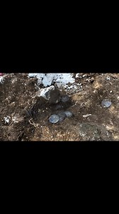 Excavation and recording of a hammered coin hoard #metaldetecting #metaldetectinguk #detectorists | The Metal Detectives Group