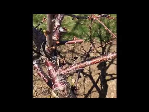 Pruning Cherry Trees