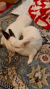 890 reactions · 18 shares | Bunny love & purrs  #bunnies #bunnylove #rabbits #truelove | Bernie Bunny | Facebook