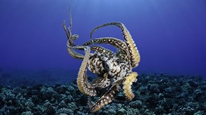 How an octopus uses its limbs to move