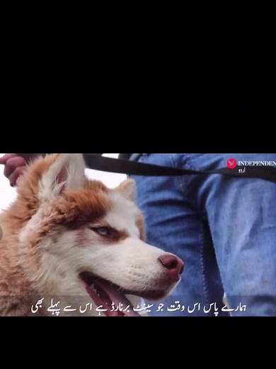 Exploring the Biggest Husky Ever in Quetta Valley | Canine Union Pakistan