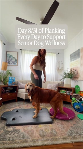 Planking for Senior Dogs: Build Core Strength with a Balance Disc