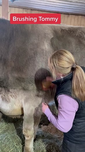 Brushing Tommy: A Cute Goat Grooming Session