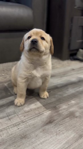 English Labrador Puppy Howling | Barton Labs Joy