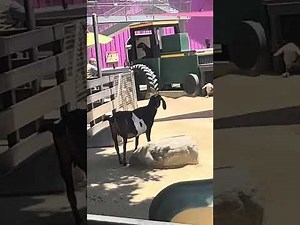 Santa Ana Zoo Train 🚂 Ride .