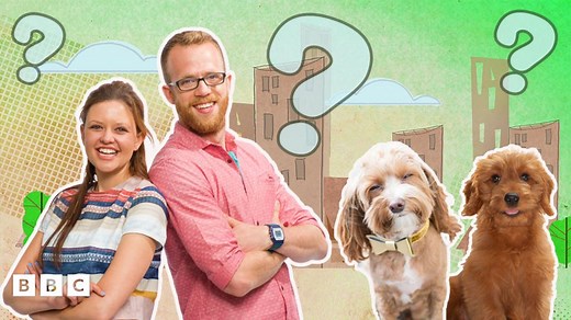 How to Look After a Puppy