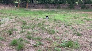 SOLO PUP STARTS BIG SHEEPDOG SCHOOL! At 5 months, Cathy is already beginning to teach Solo some basics of sheepdog work, including lie down and remain there until she releases him to move again or gives him another command. “This is such an important stage of early training,” she says. “As when we start proper sheep training he needs to stay put until I can get close to the sheep, so that I can control what happens when he gets there! But he’s such a quick learner.” And we think he is going to b