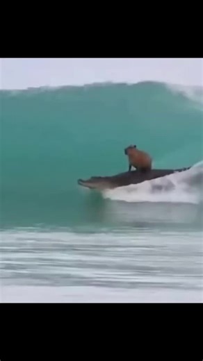 Capybara Surfing on a Crocodile: An Unlikely Duo