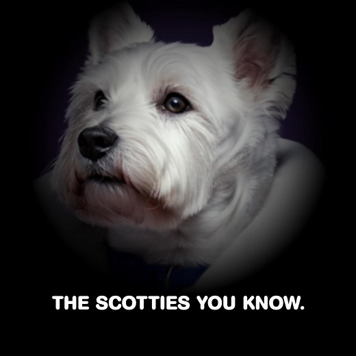 It’s Canada’s #1 tissue you know and love, but even softer. New Scotties Ultra Soft. | Scotties