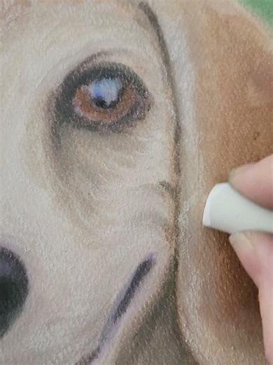 "Happy Beagle" Pastel Process Video #pastel #art #process #petportrait