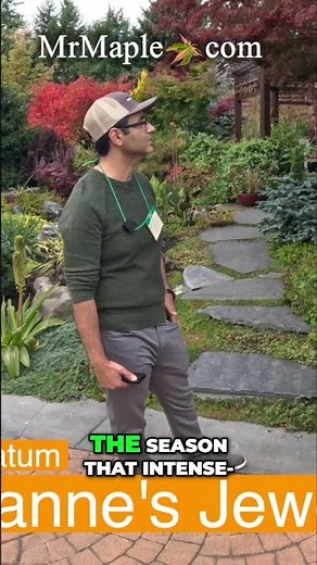 Acer palmatum 'Lileeane's Jewel' The Pink Japanese Maple