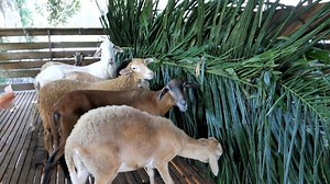 Goat, Animal, Eating. Free Stock Video