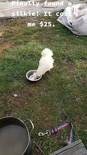 Beautiful Silkie Chickens for Sale | Price, Color Varieties & More