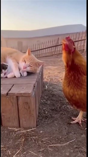 Funniest Chicken Ever Caught on Camera 🐔🤣#funny #parody #chickenparody